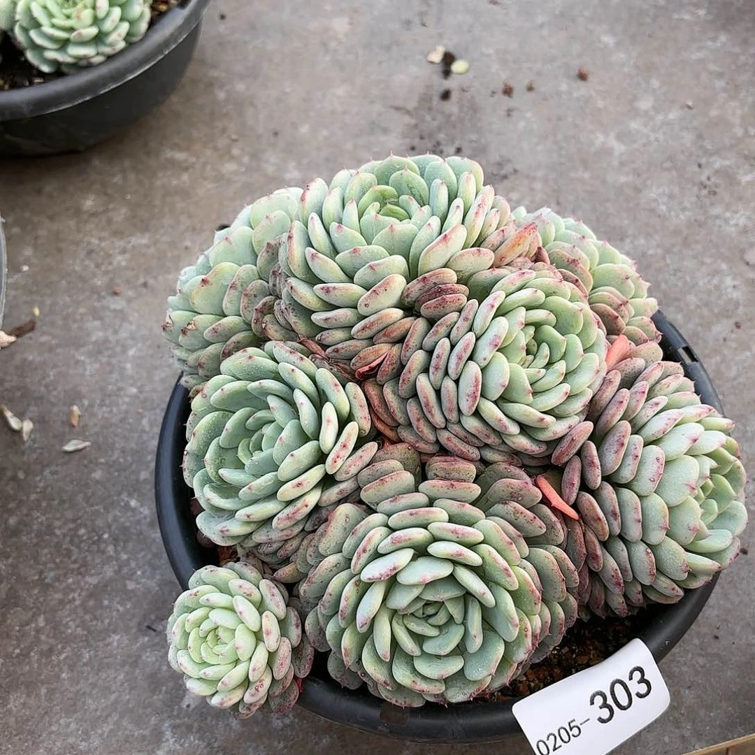 同温层多肉白胖子303