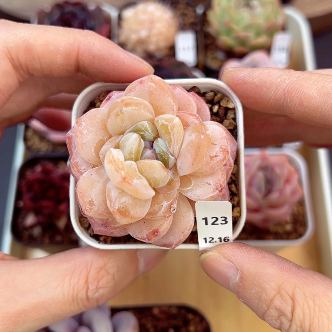 好好看123、哈哈哈哈