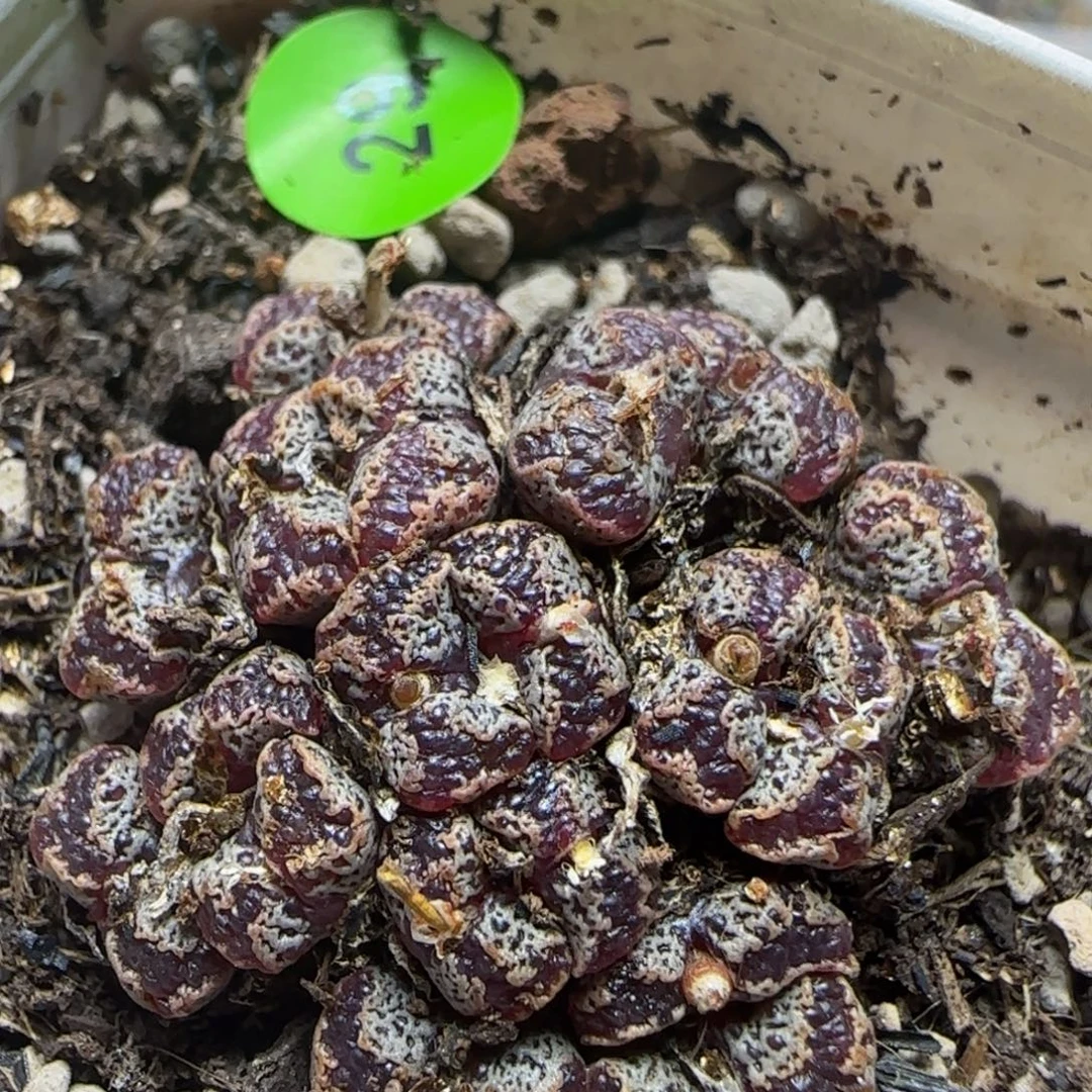 17头漂亮多肉植物29