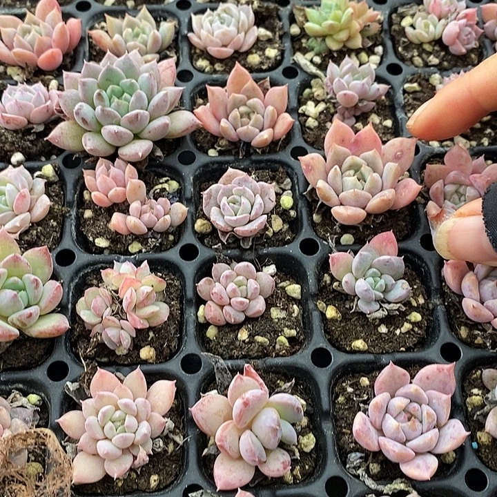 33 多肉植物盆栽花卉