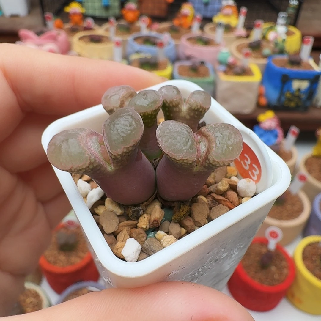 多肉植物福利风铃133