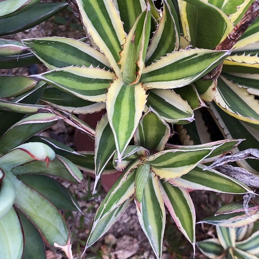 五色万代。冠幅10公分左右