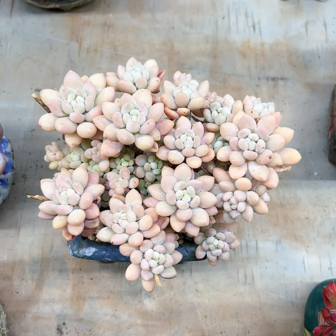 洛可可18 零零多肉植物