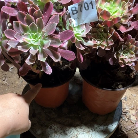 遥***你701两颗法师多肉植物