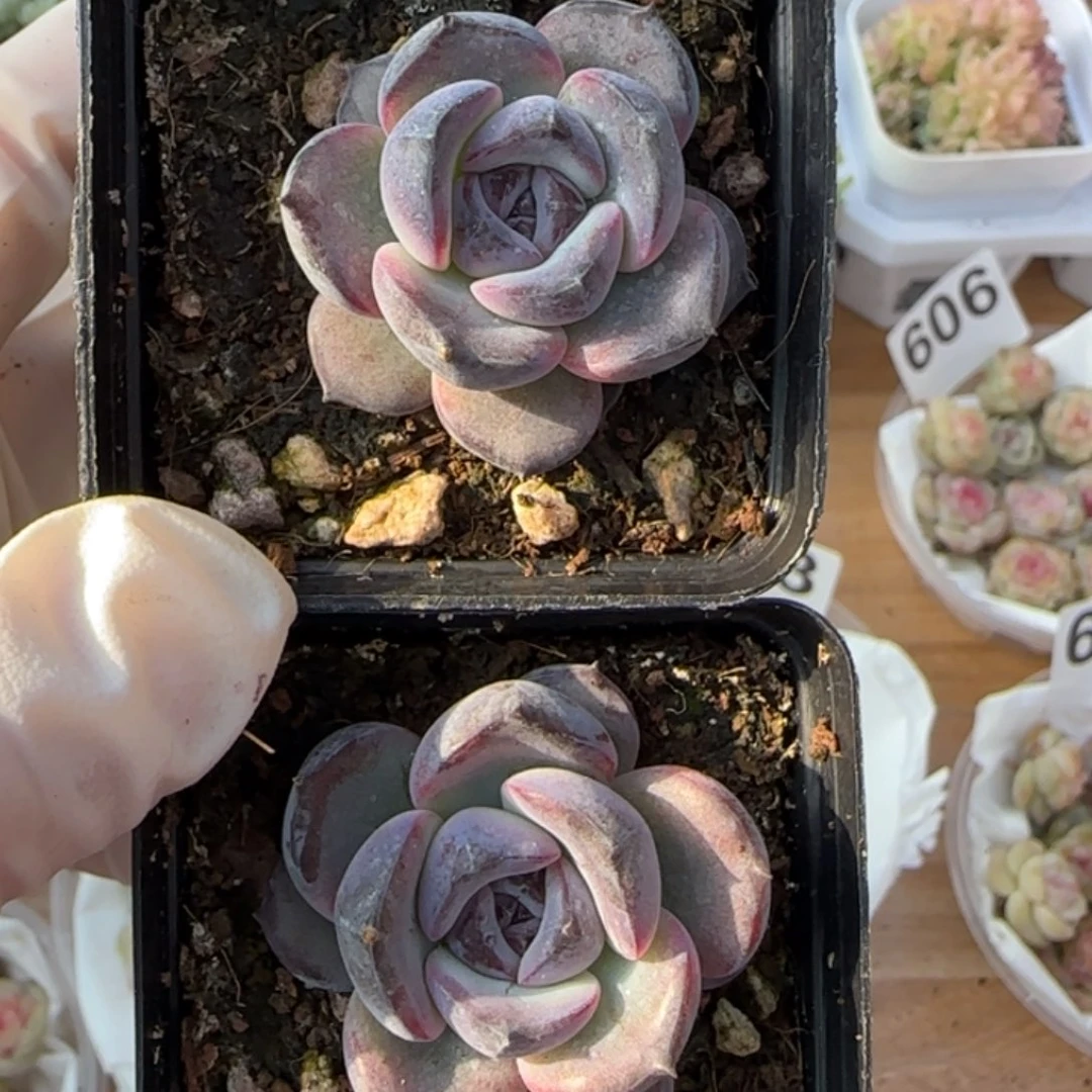 黑橙子多肉两颗一组