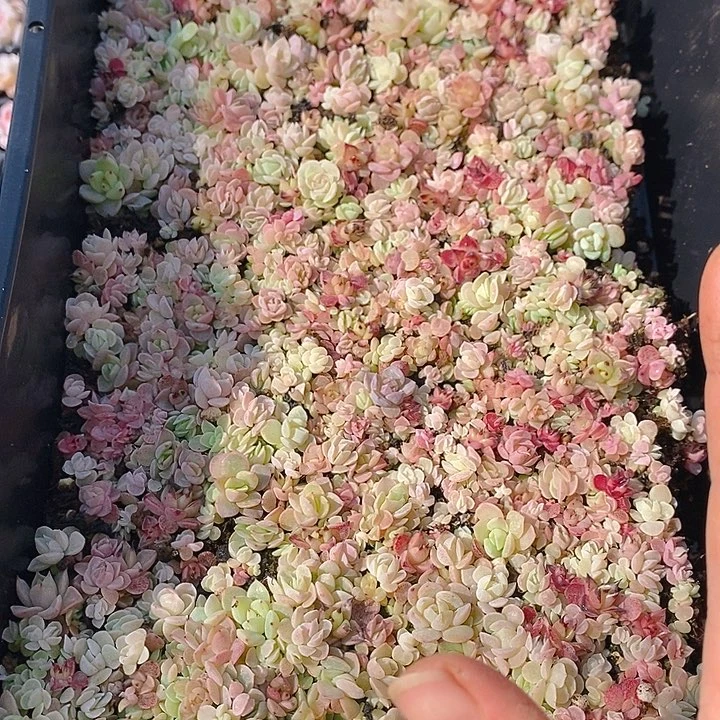 147 多肉植物盆栽花卉植物