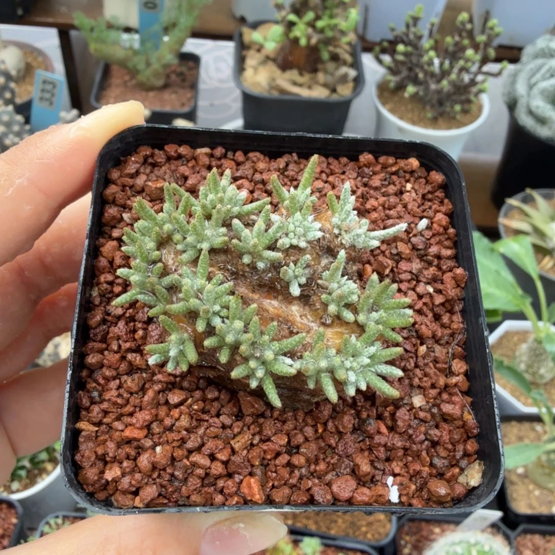 韧锦168仙人掌球球