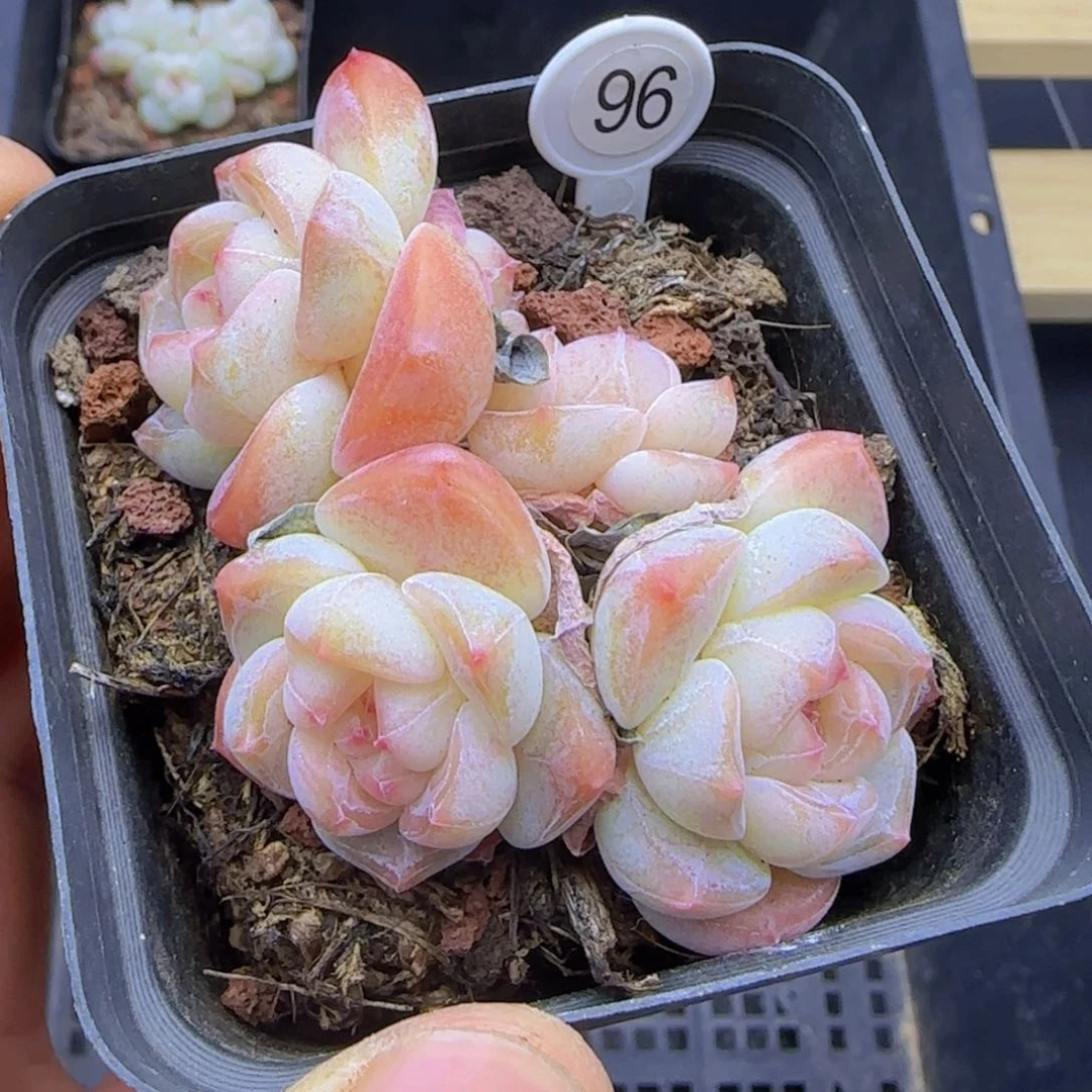 冰娃娃4头老装一颗