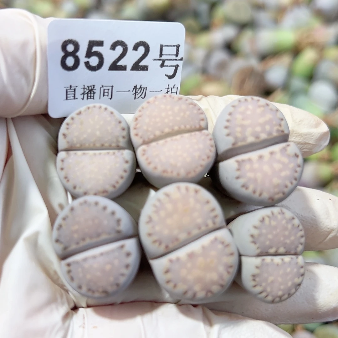 8522四年饼干6个2cm左右