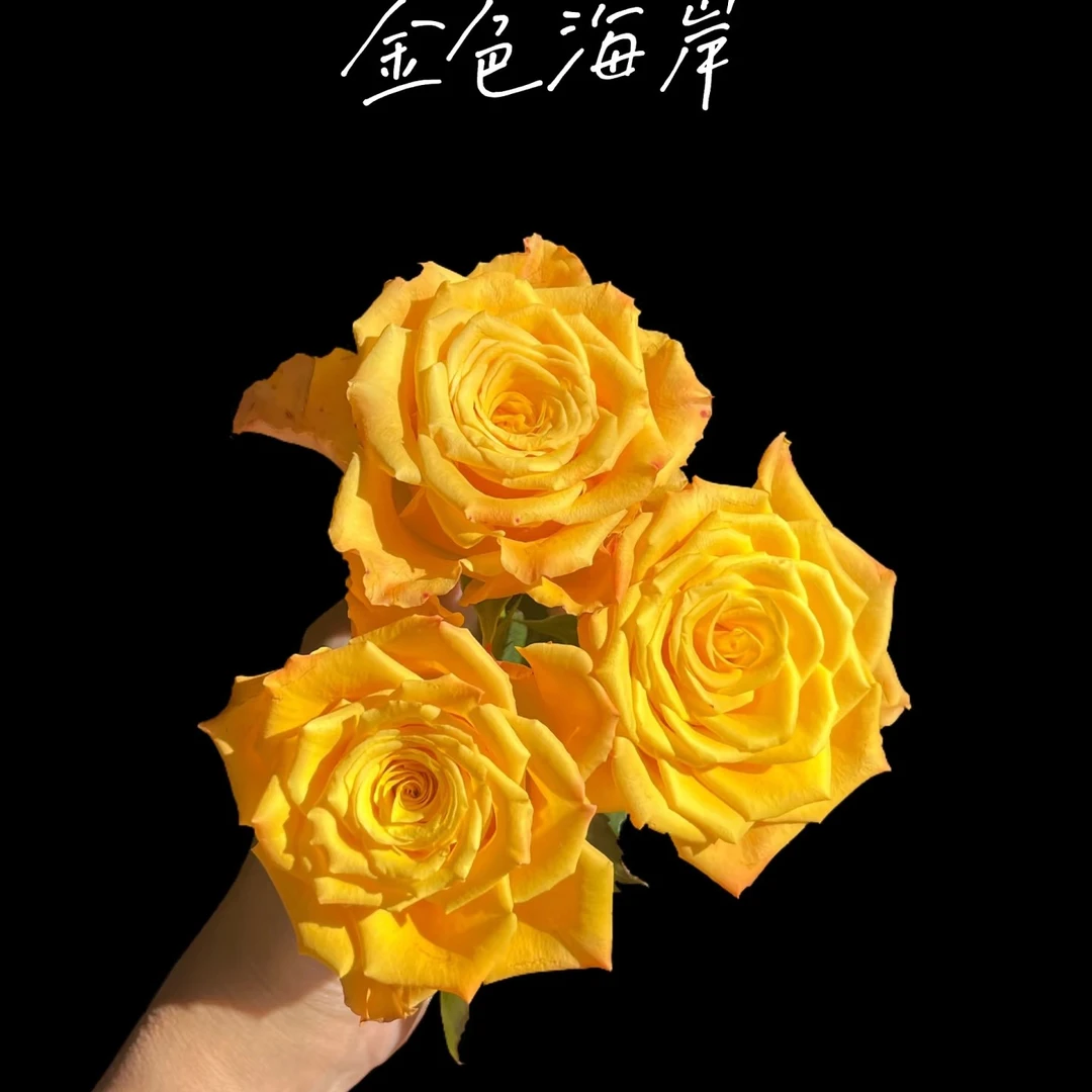 【1颗包邮】黄金海岸/阳光沙滩月季花中苗切花灌木勤花大花玫瑰阳台