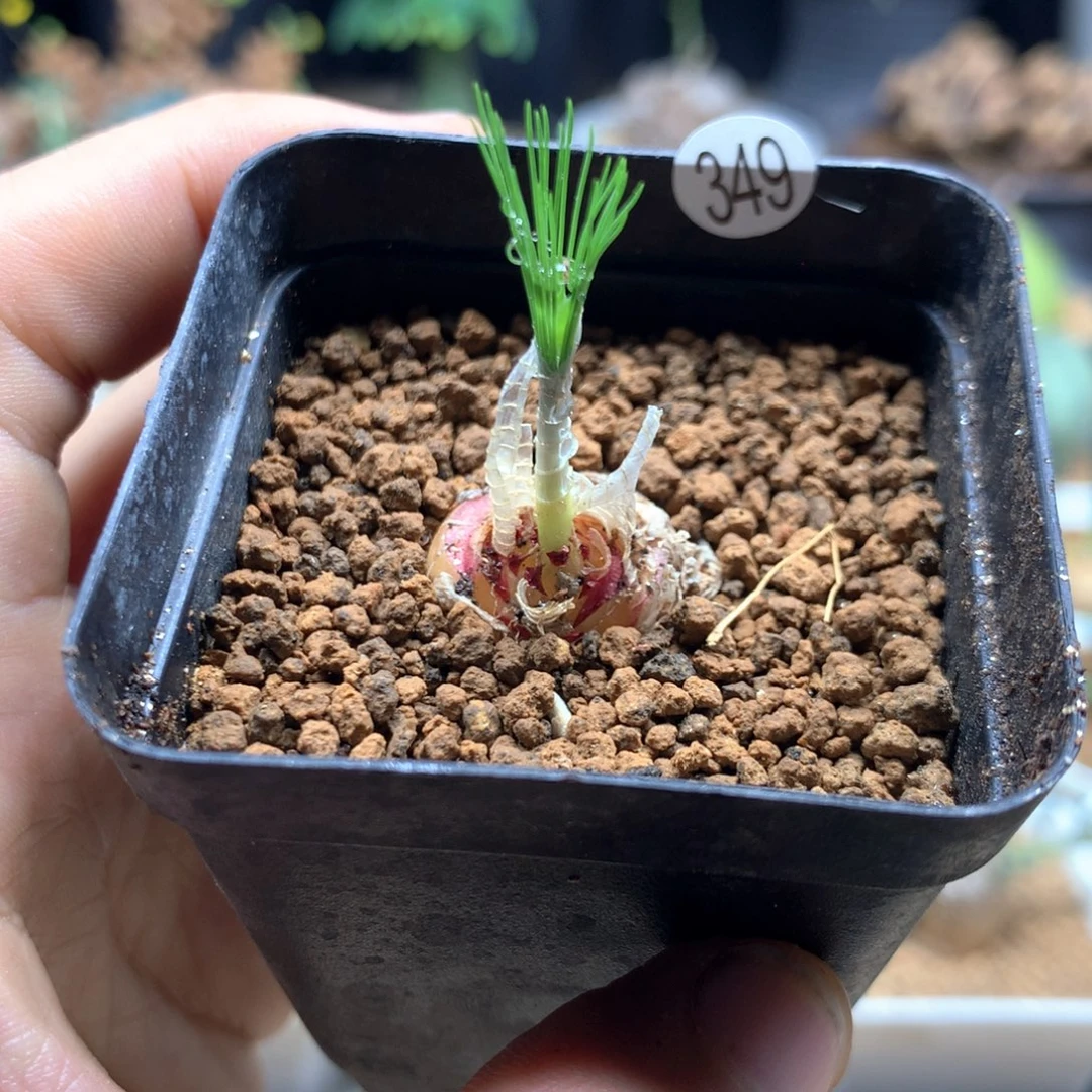 Dm弹簧草多肉带盆