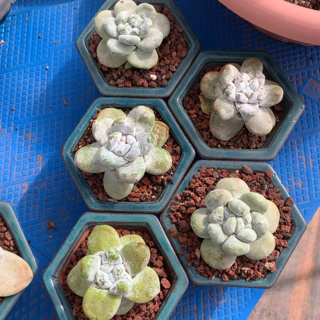 y****35颗拇指，多肉植物