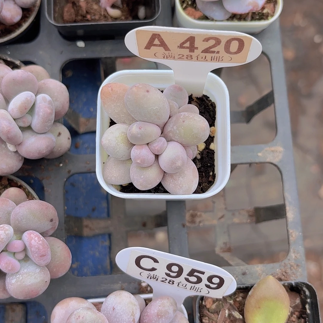 A420汤圆一物语拍