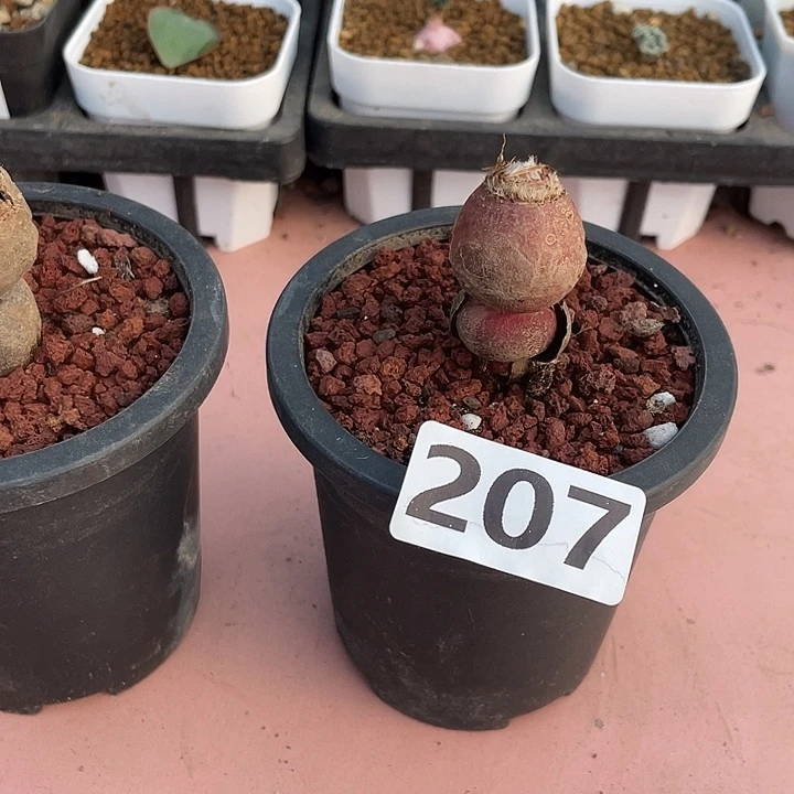 207产地层云杨葵，