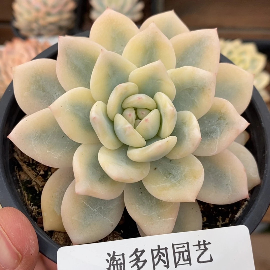 梦露宽锦多肉植物0152