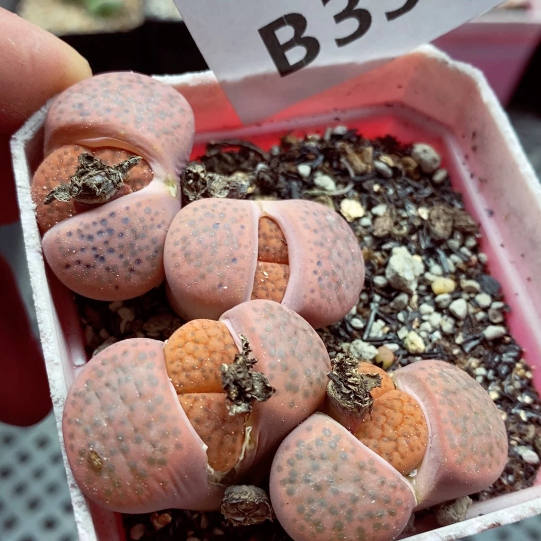 我的小姐姐们都是我的354