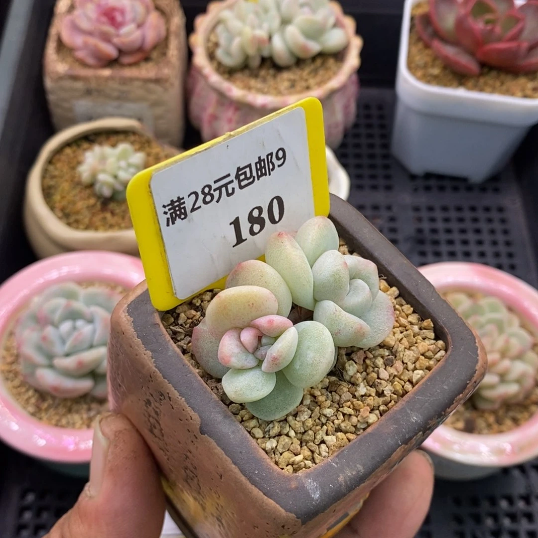 南***.9180冰玉石化锦多肉……