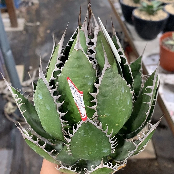 心****猛75霍111111111111