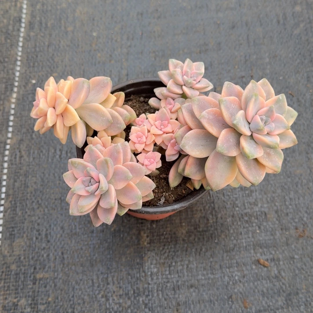 美杏锦锦上园艺一物一拍