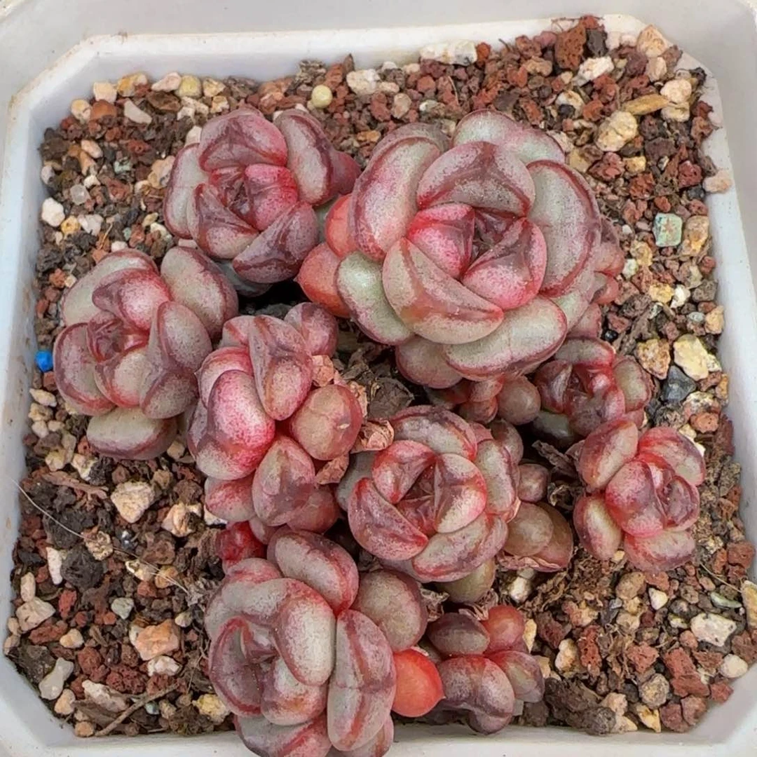 从前慢花园精选多肉姬葡萄