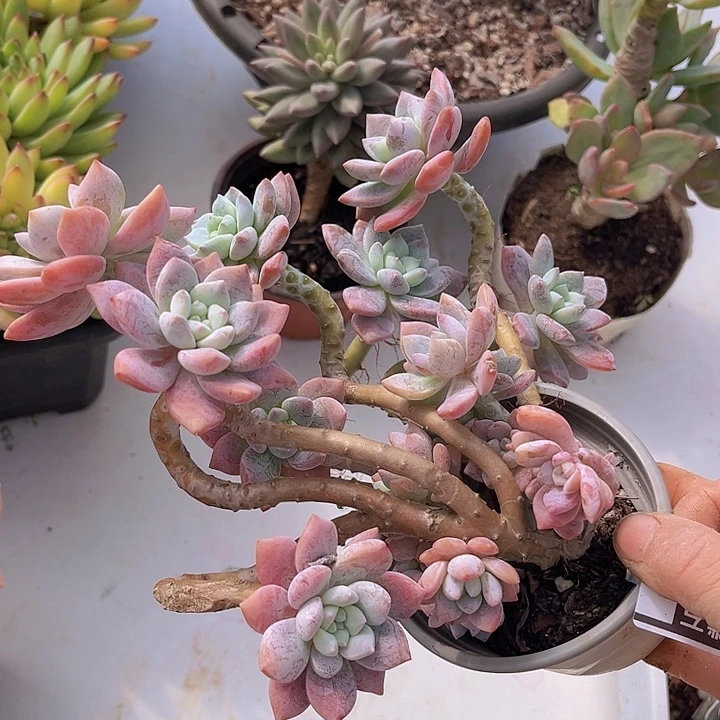 露凝香2219多肉植物