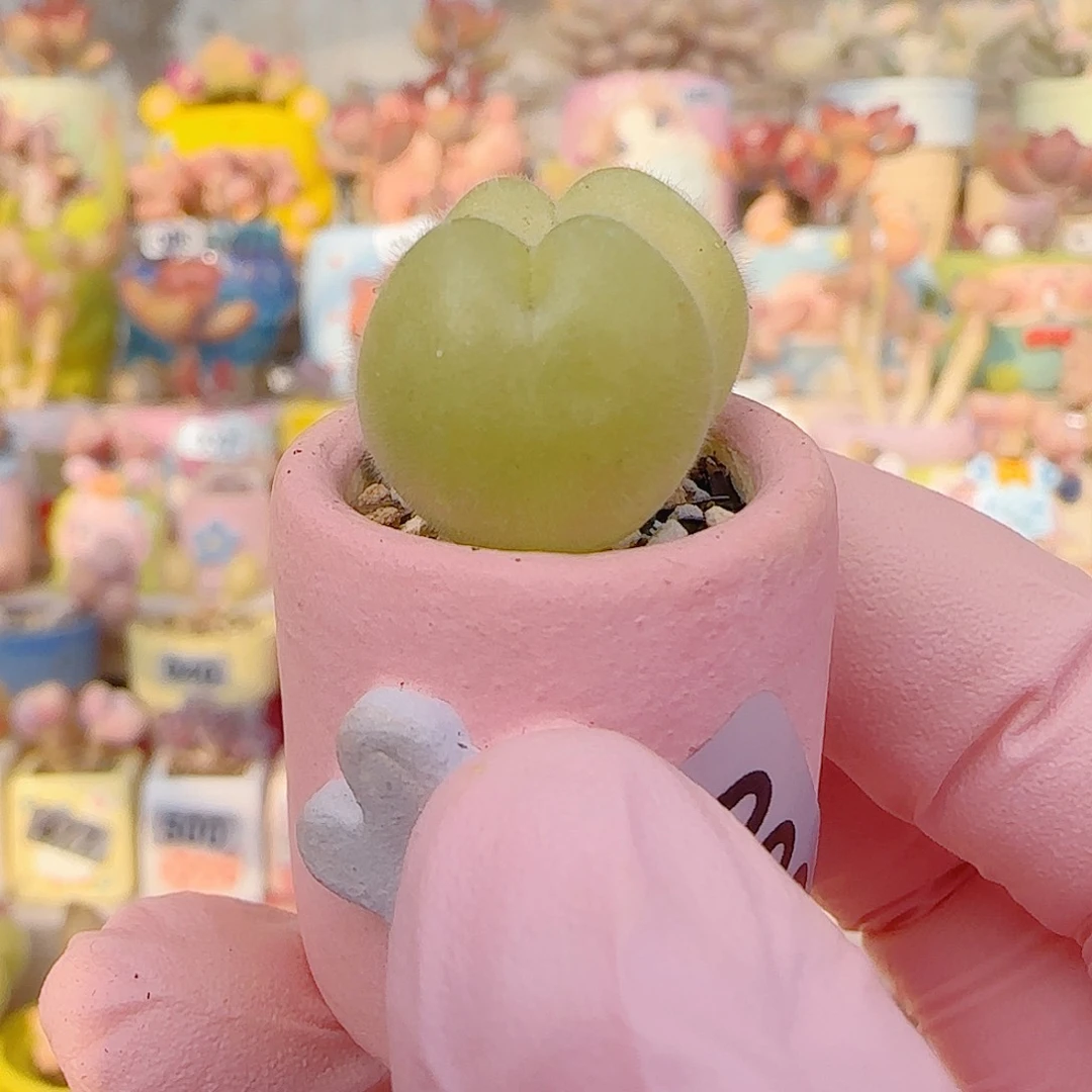 L 可爱毛翠 盆口2cm