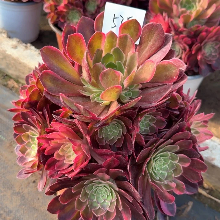 黑魔锦法师一颗535