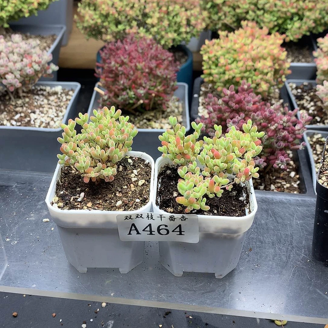 云**?464蜜橘两。