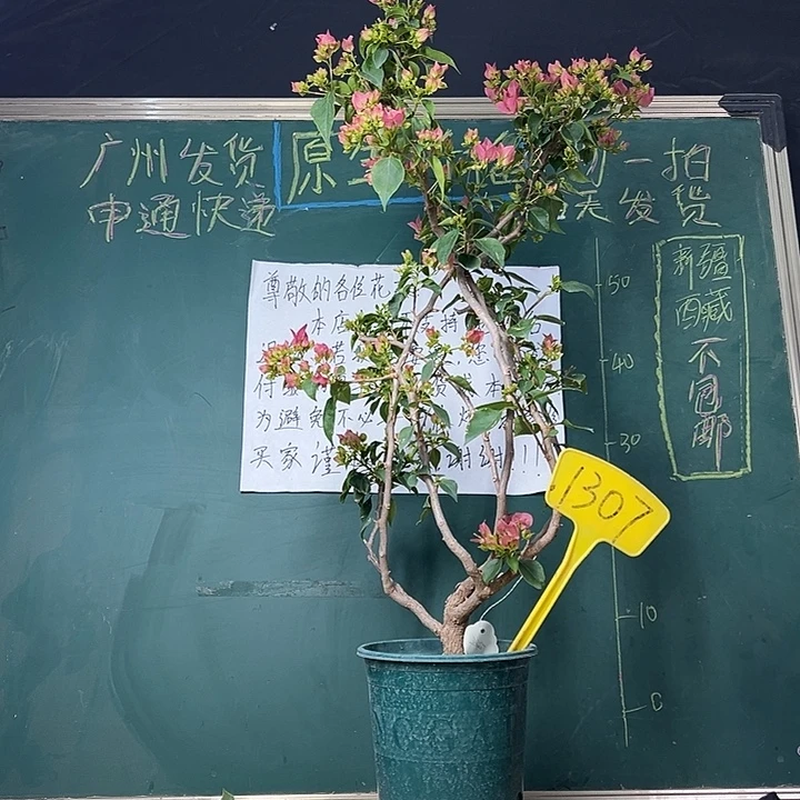 完全开放 80cm 绿叶水晶 原生小树头 1307