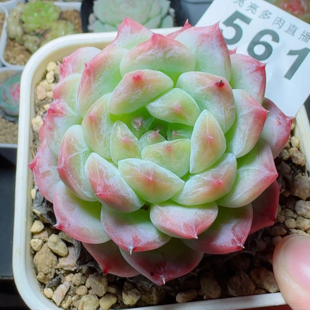 秘境冰魄            精美多肉植物
