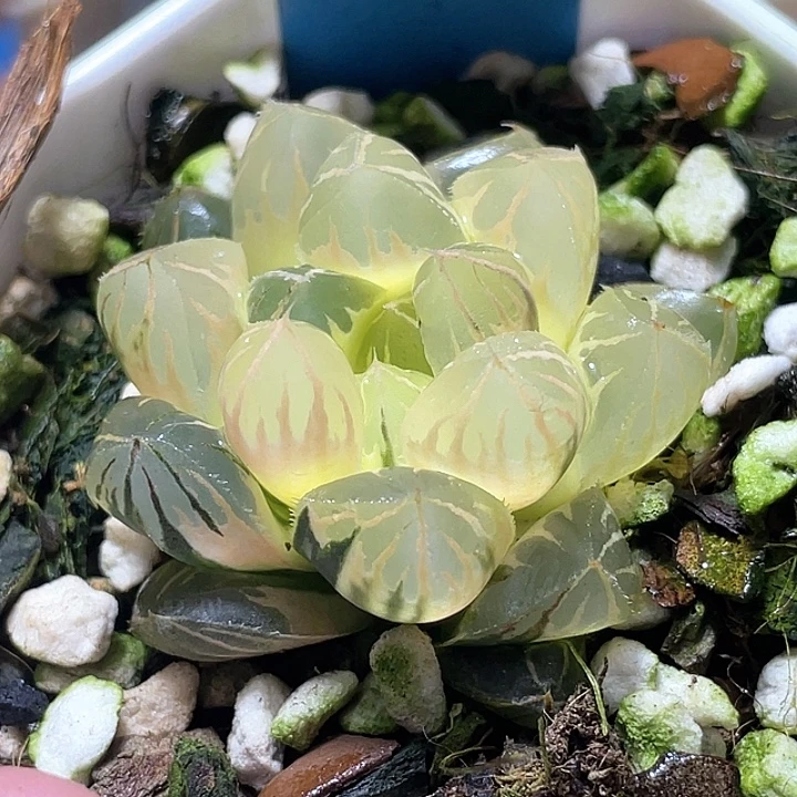 641糊斑水晶实生锦特选福利