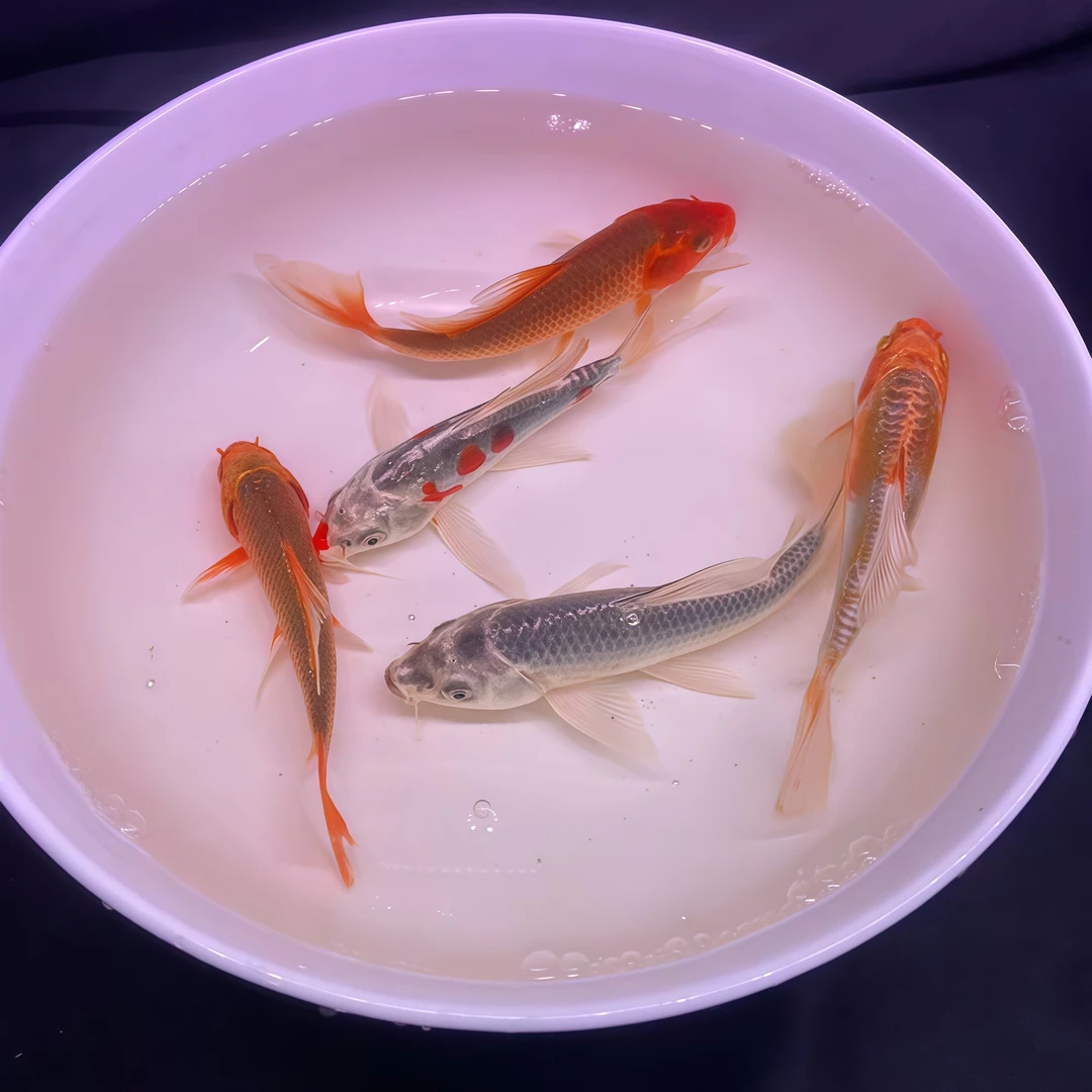 龙系德系日系锦鲤鱼活鱼观赏鱼小金鱼招财风水小型鱼淡水好养耐活