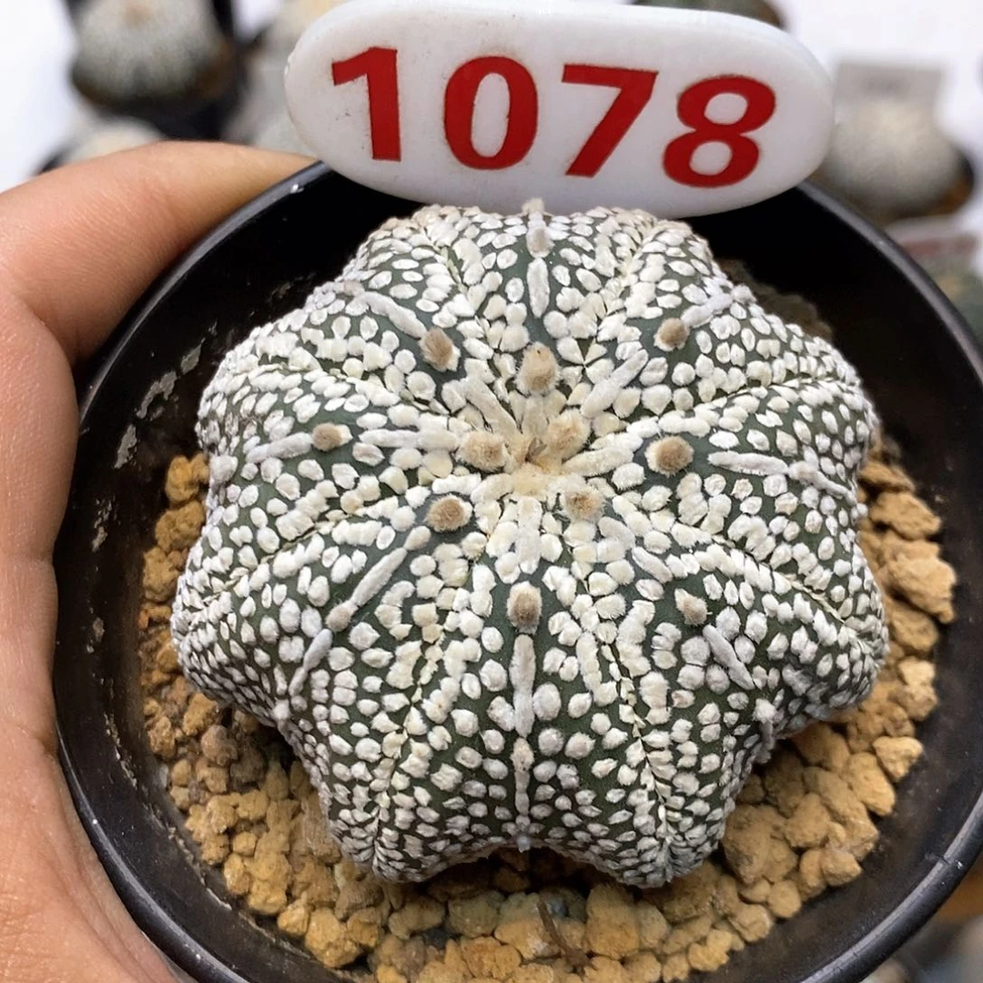 奇迹福利特价咯福利了特价咯