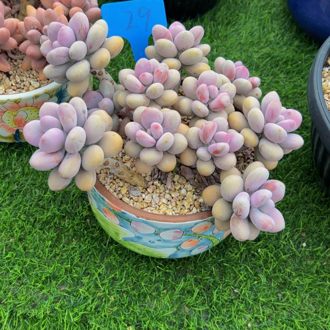 夏***岁桃蛋小老桩多肉植物