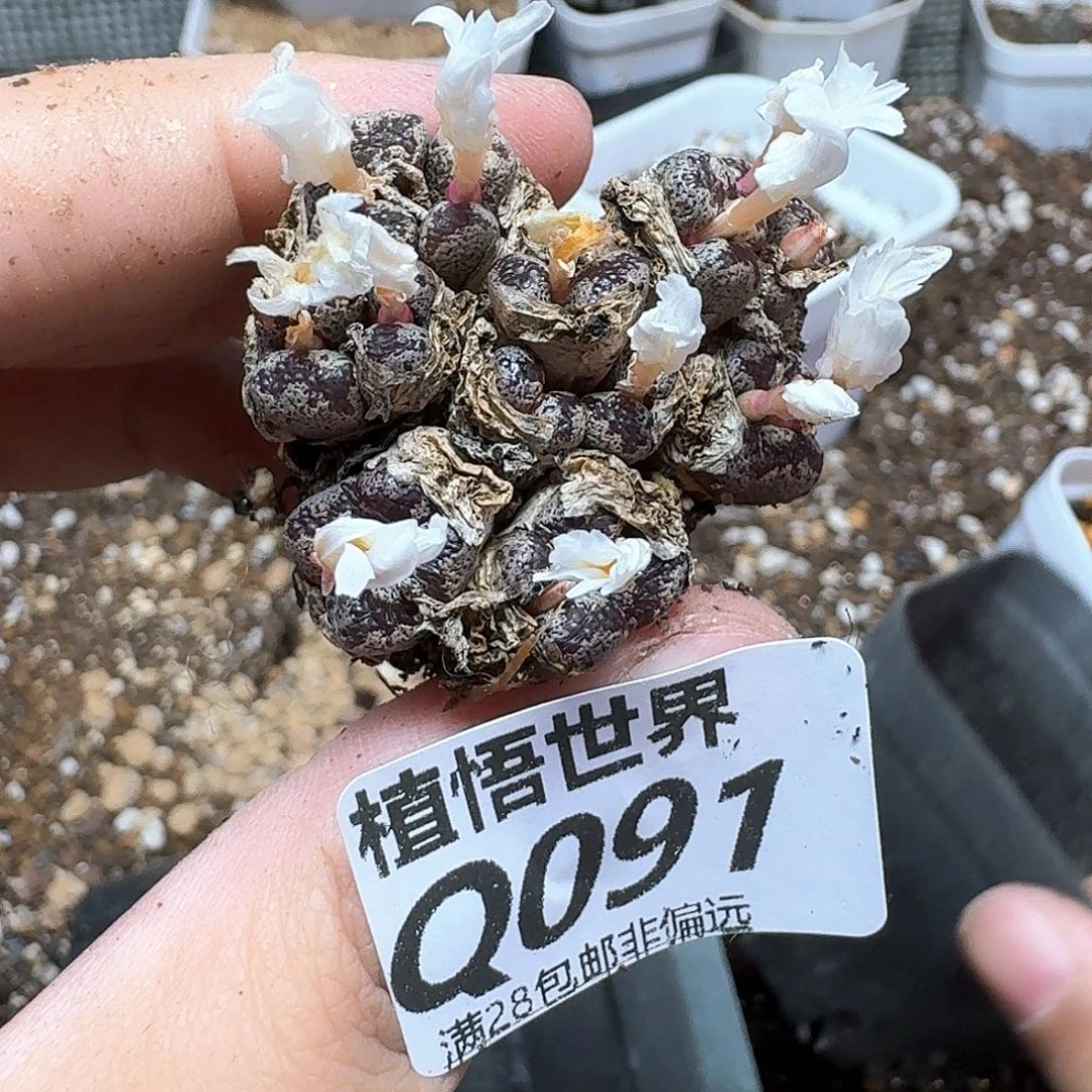 多肉植物的润泽法v