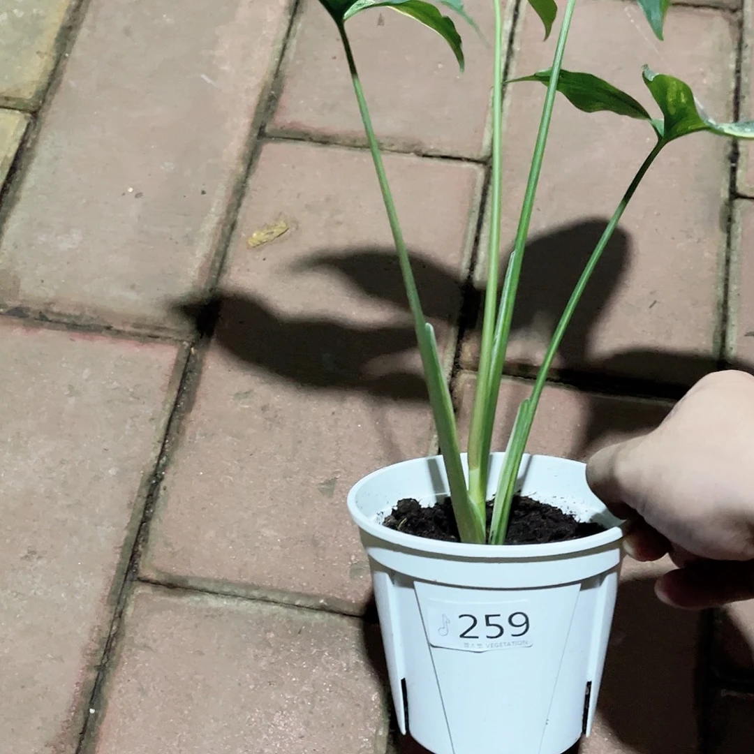 完全开放259黄锦合果芋