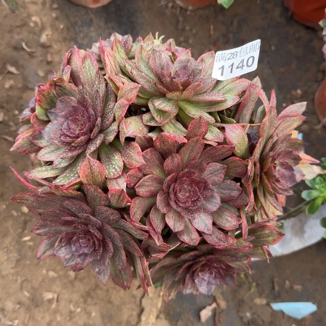 红丝绒多肉1140满28包邮断枝不包