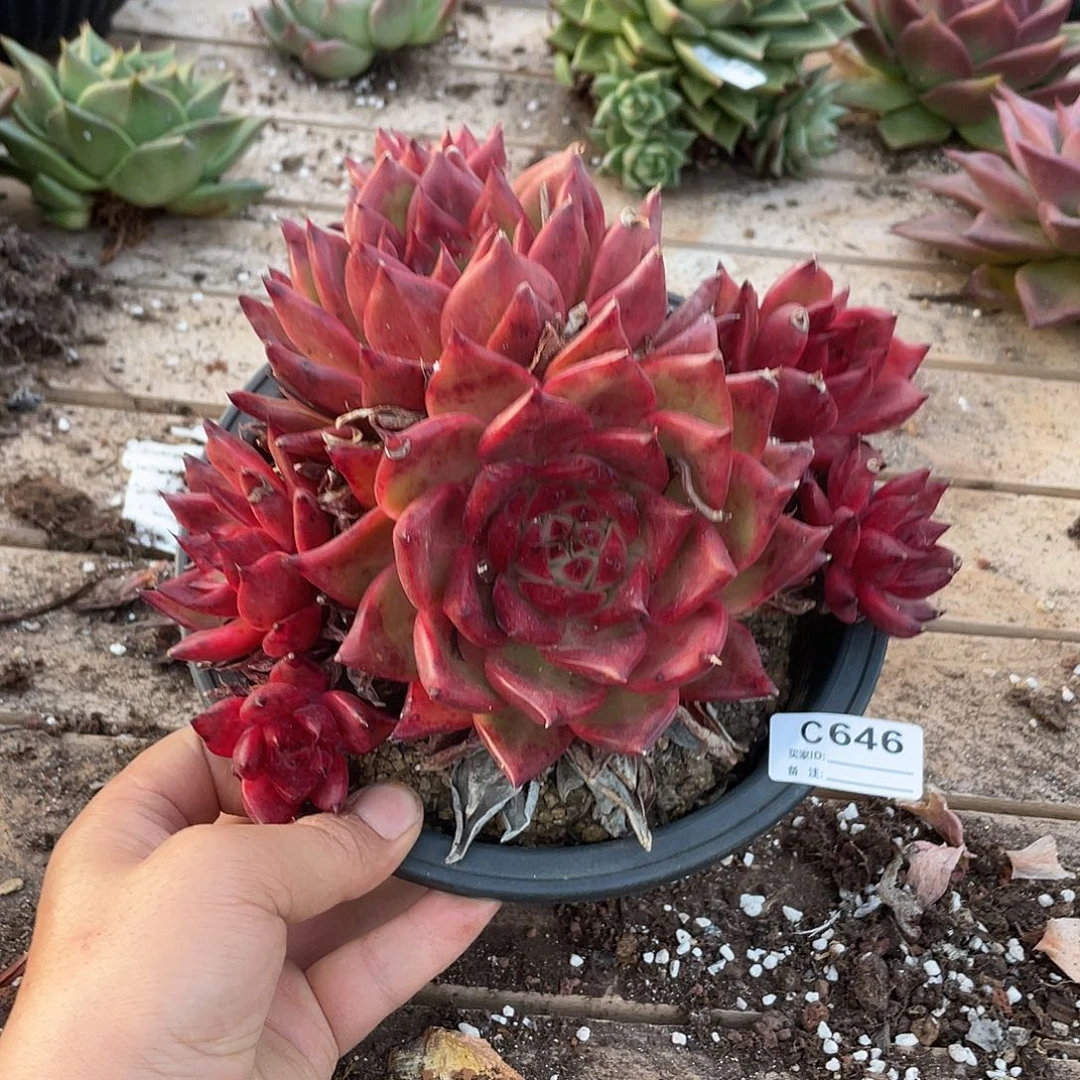 若如东云单拍C646