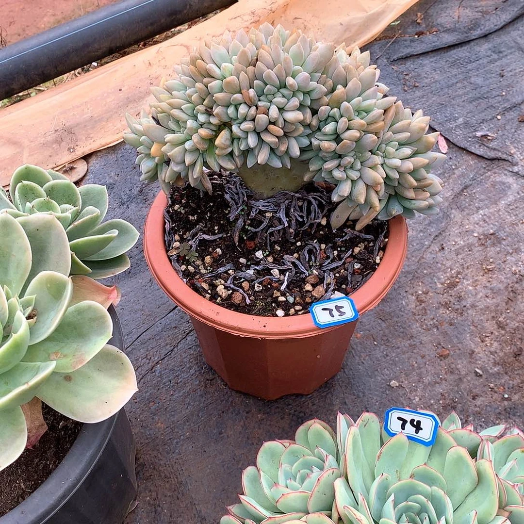 75淡雪缀一物一拍多肉