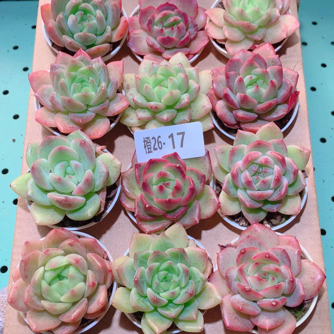 26-17一物一拍多肉带盆18颗