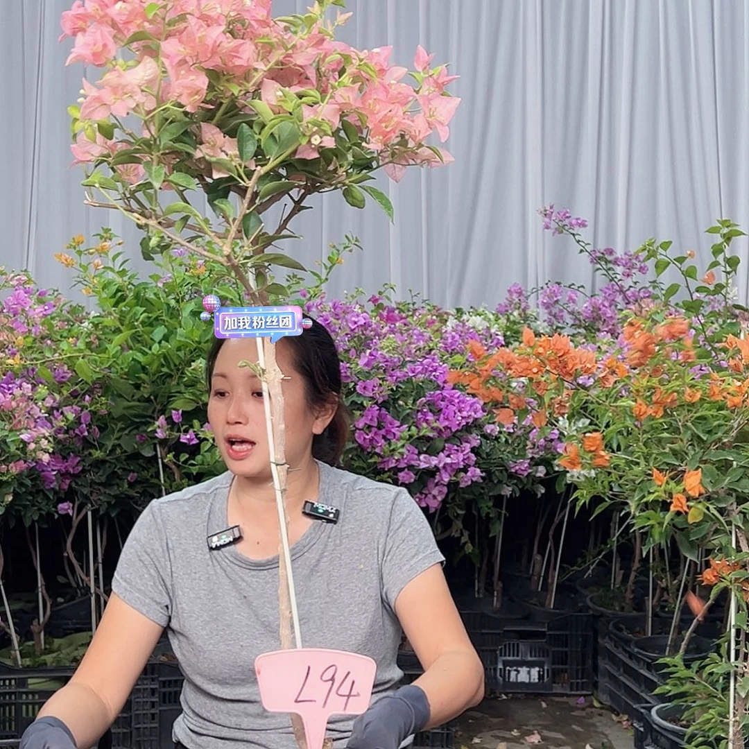 黑***情当前无花栽培后可以开花L94卡亚塔