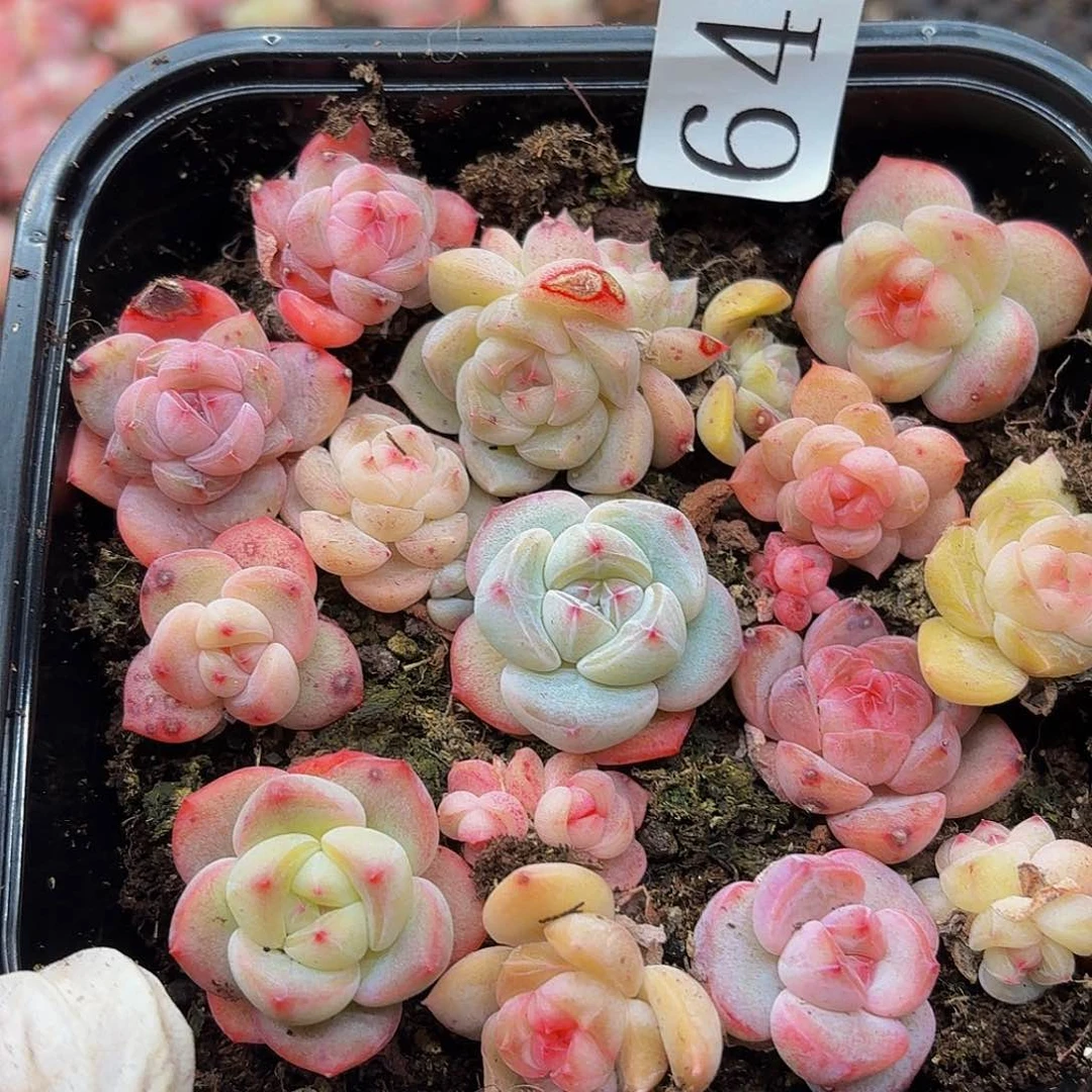 多肉植物多肉植物644