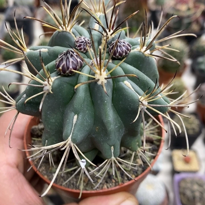 实生黑罗莎特价福利