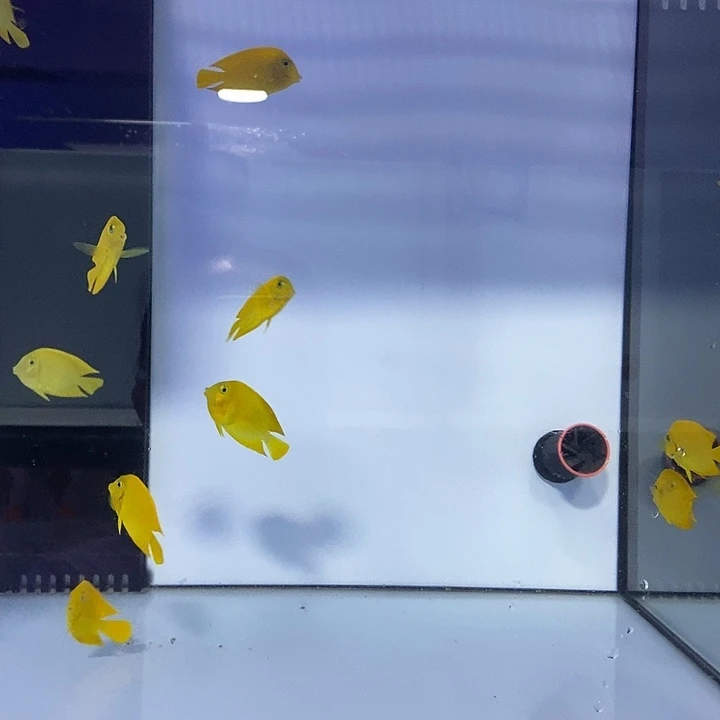 海水鱼黄吊、蓝吊、巴黎天使、红颜玫瑰、红单包、闪千手、深水茉莉