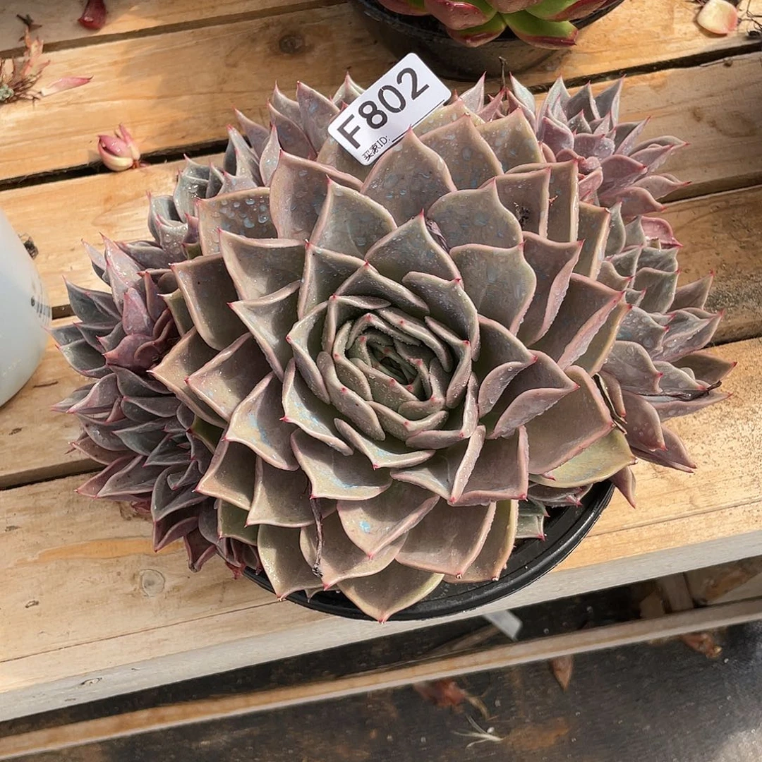 若如东云单拍F802