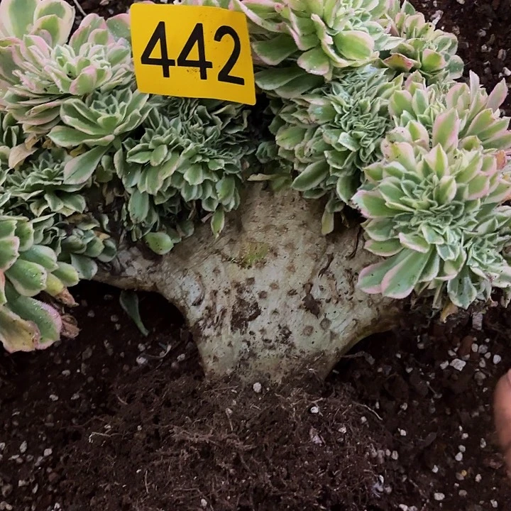 多肉植物福利442