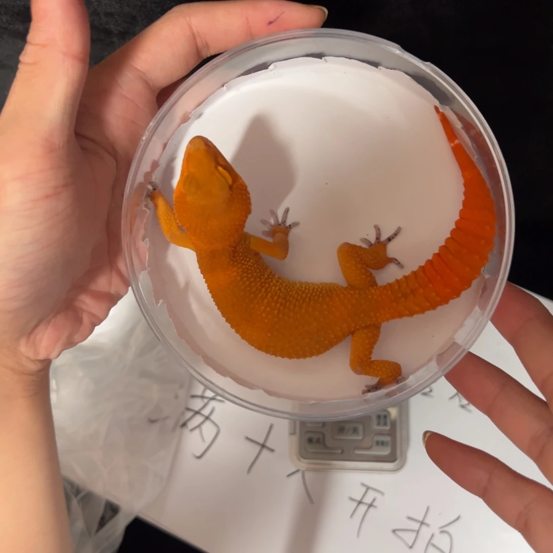 豹纹守宫血蜜橘满尾选育级别公