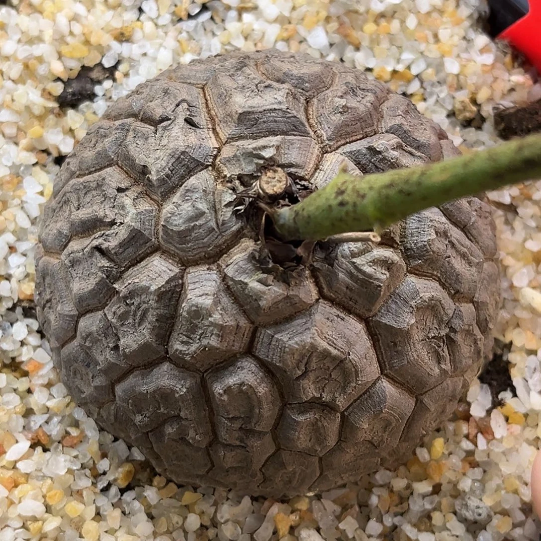 潮流植物龟甲龙 精品足球