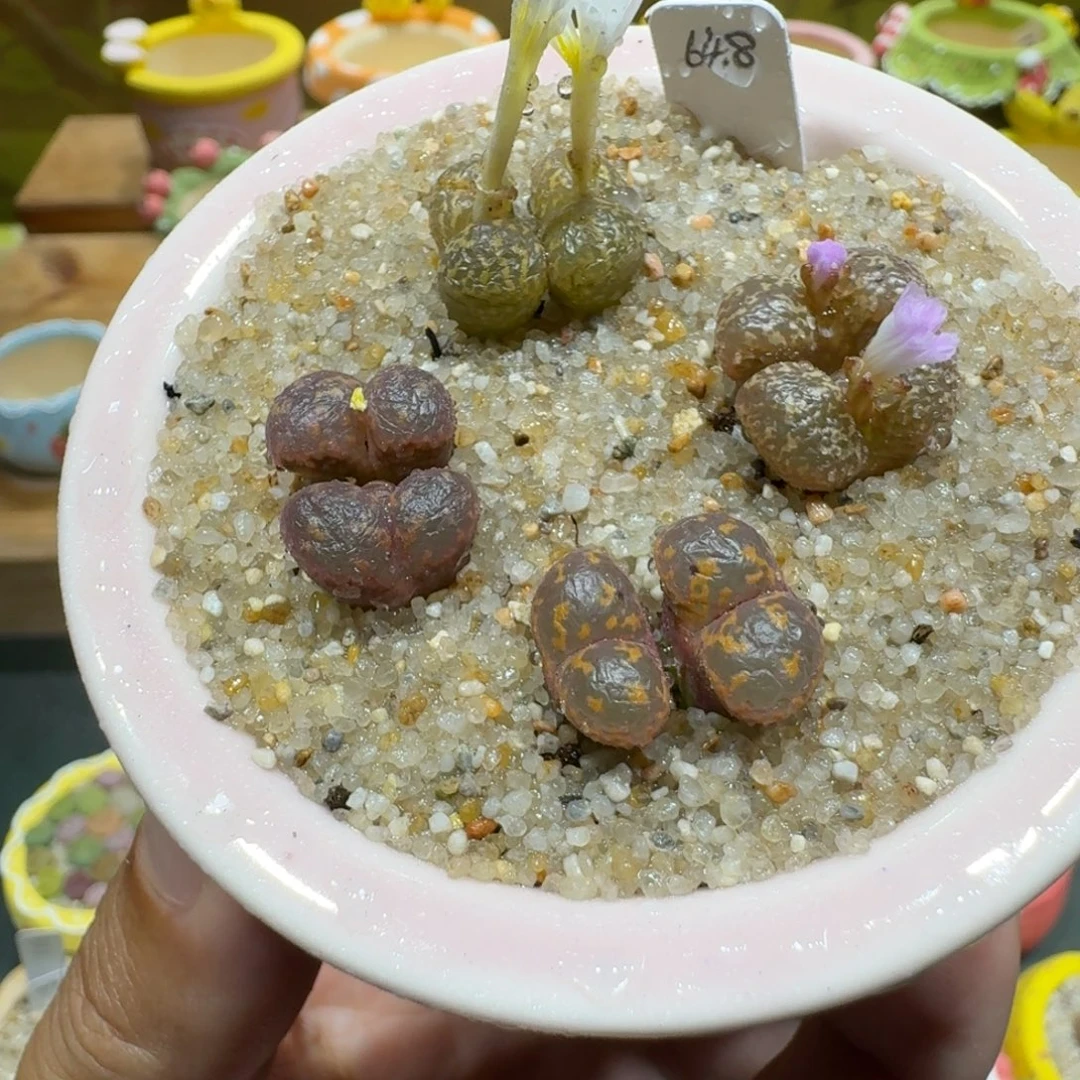 蘑菇1010勋章彩拼多肉植物