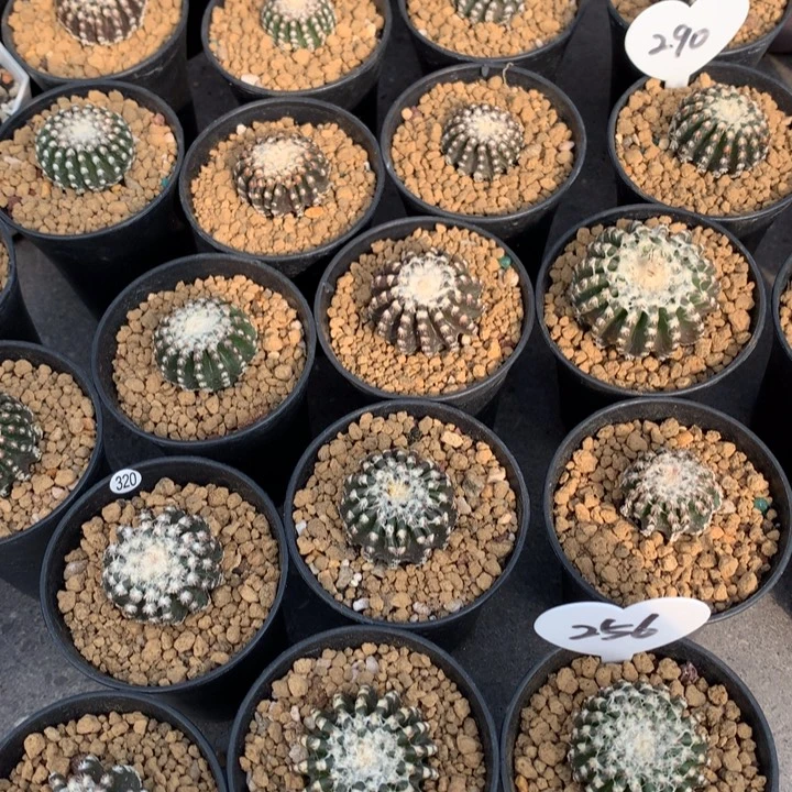 实生奇特球可挑1颗50米